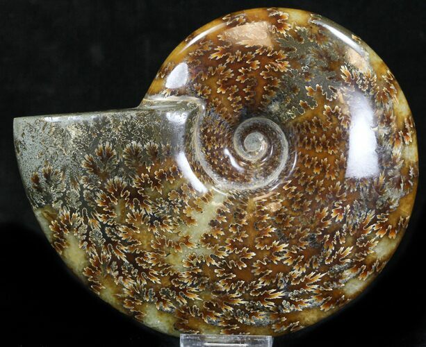 Cleoniceras Ammonite Fossil - Madagascar #32538